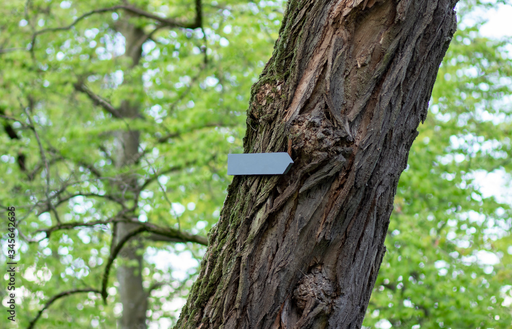 Obraz premium Arrow on a tree in the forest. Background with copyspace