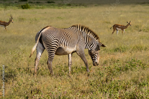 Isolated zebra walking in the savannah of Samburu Park