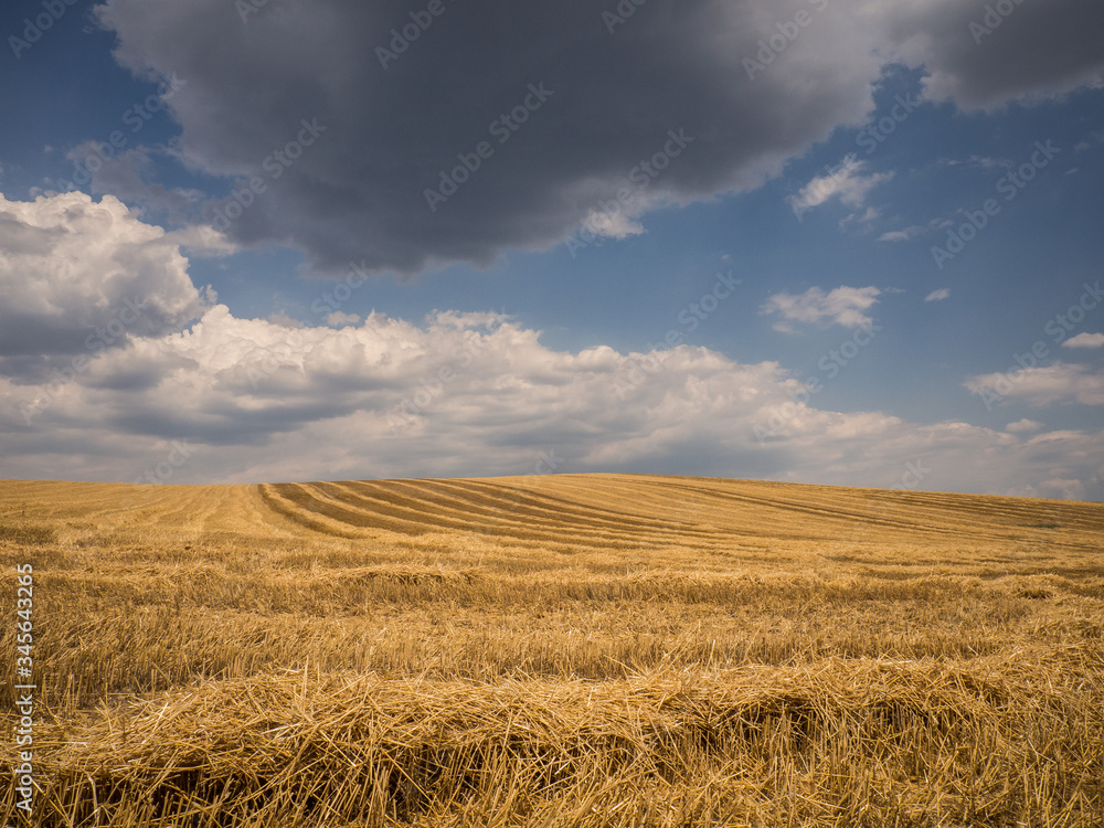 Harvested field in summer after grain harvest