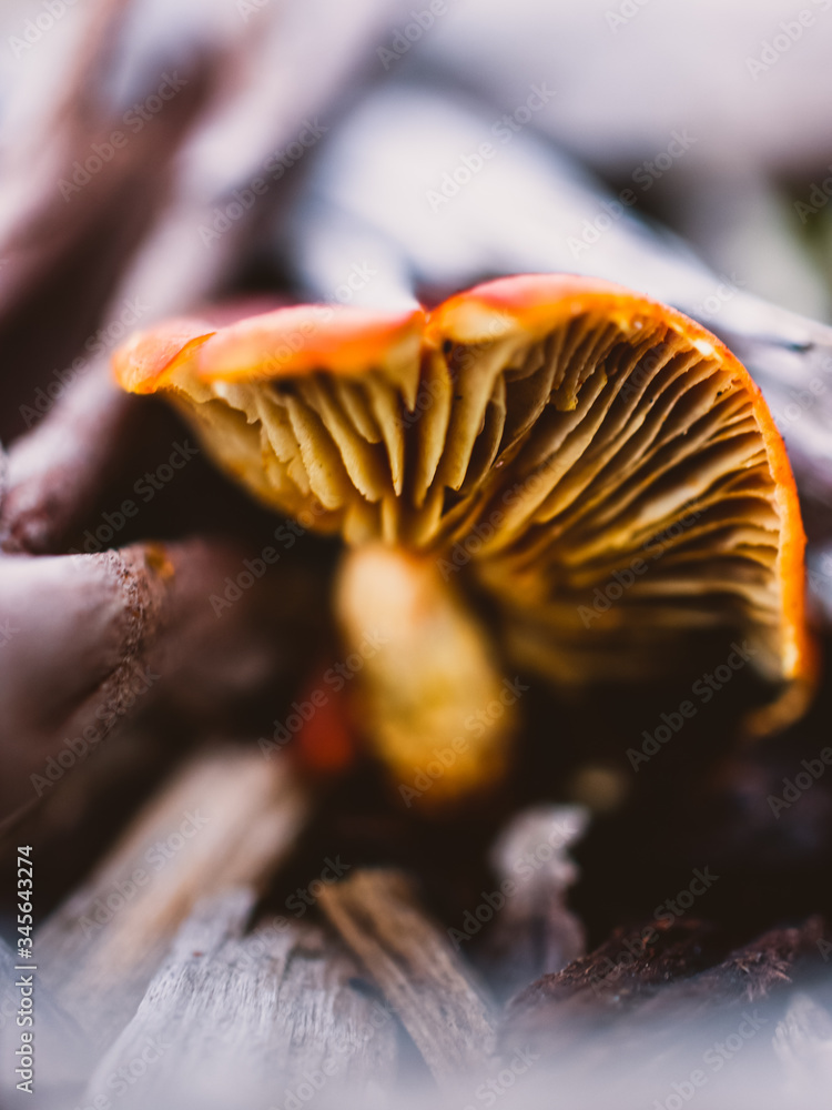 close up of a mushroom close up of a mushroom
