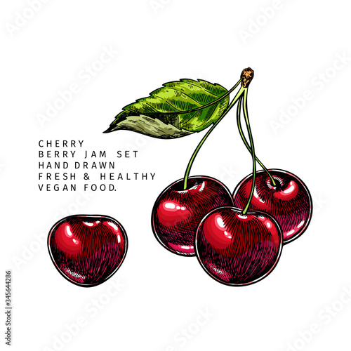 Hand drawn cherry branch, leaf and berry. Engraved colored vector illustration. Bird berry agriculture plant. Summer harvest, jam or marmalade vegan ingredient. Menu, package, cosmetic, food design.