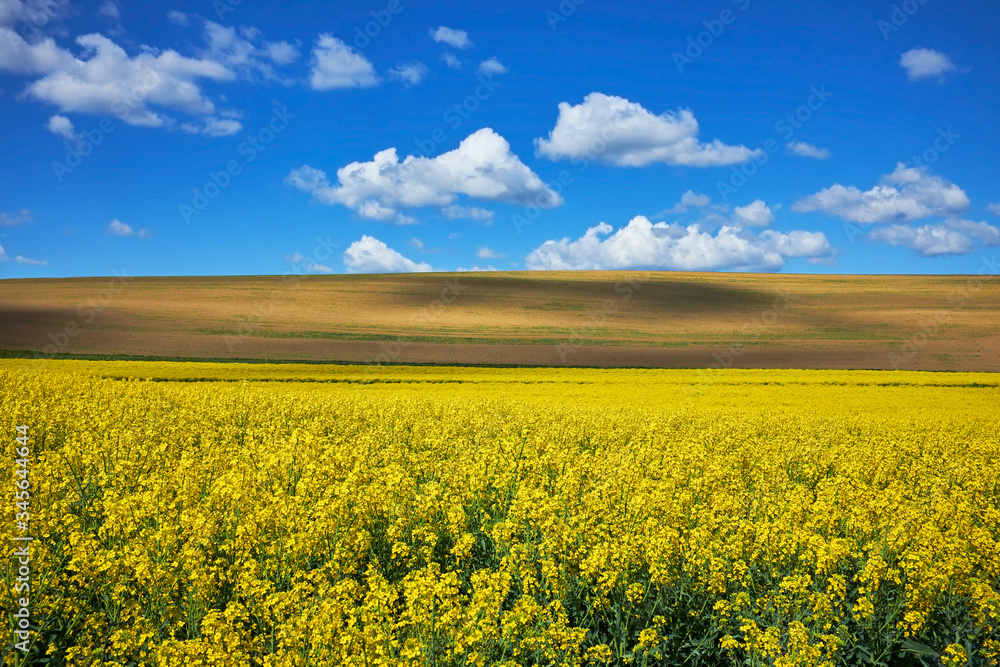 Blooming golden field of rapeseed and plowed land  with shadows of clouds against blue sky with a nice cloudscape.