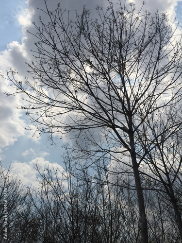 trees