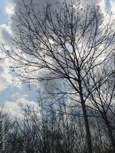 trees