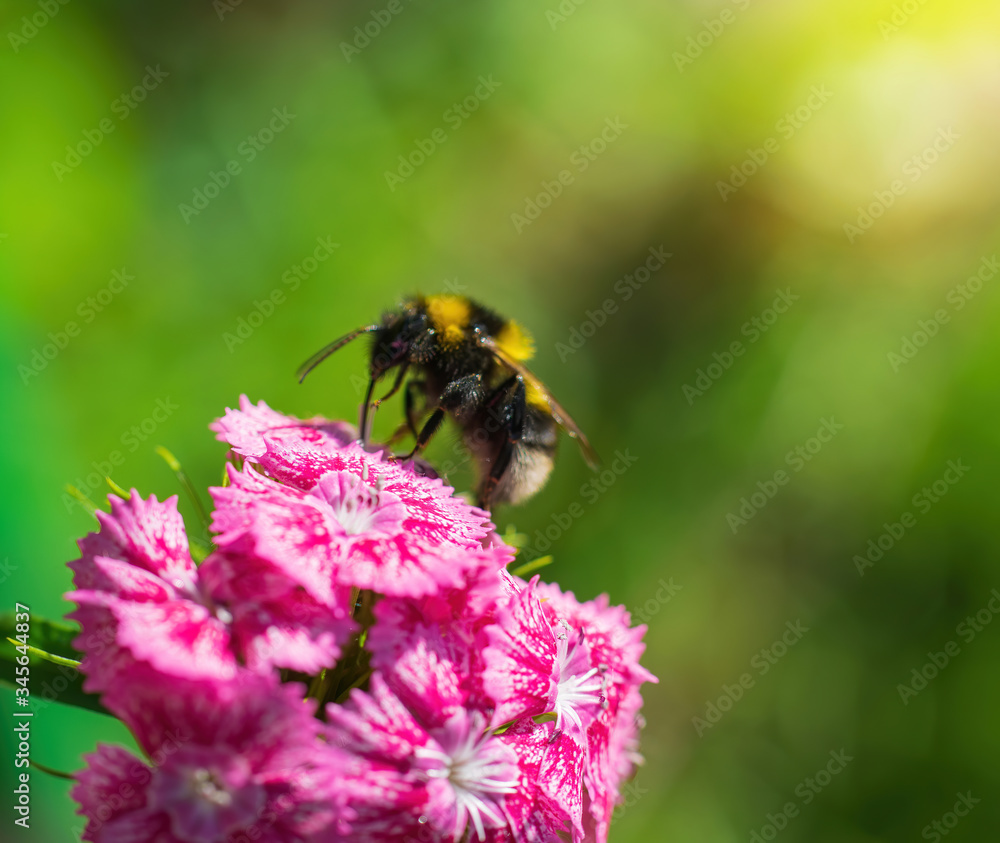 Bee collects flower nectar of carnation Bee collects flower nectar of carnation