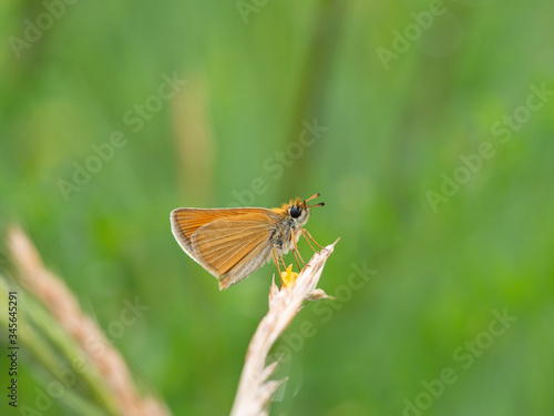 Essex skipper (Thymelicus lineola) butterfly