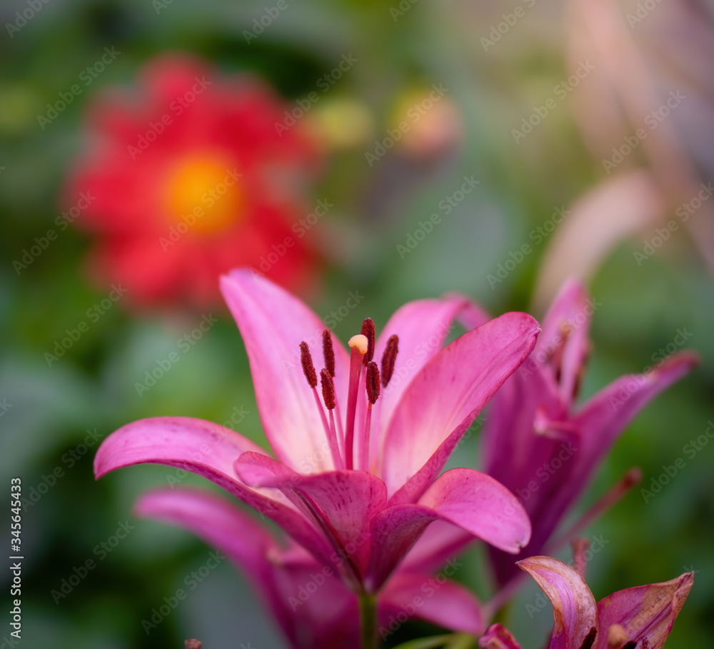 Wet flower of pink lily