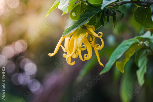 Ylang-ylang flower on a bunch of tree with nature background,Cananga odorata,bokeh background,sunlight ray.