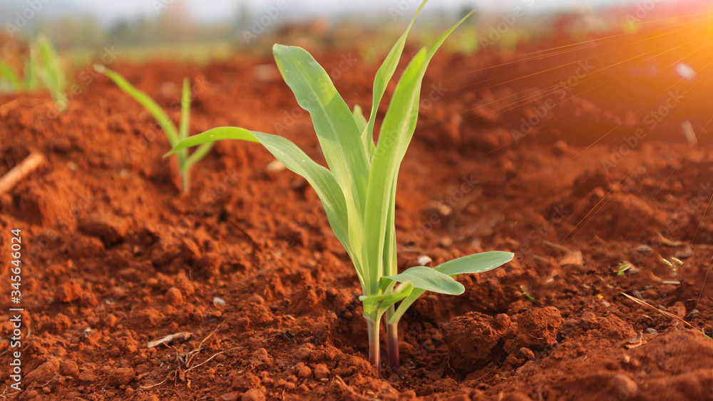 1 week corn seedling 1 week corn seedling