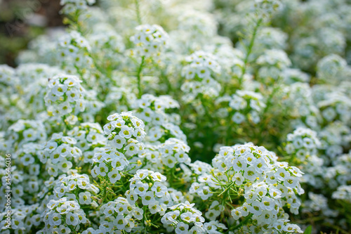 Flowers are alyssum close-up