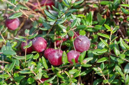 Ripe cranberry berries (lat. Vaccinium oxycoccos)