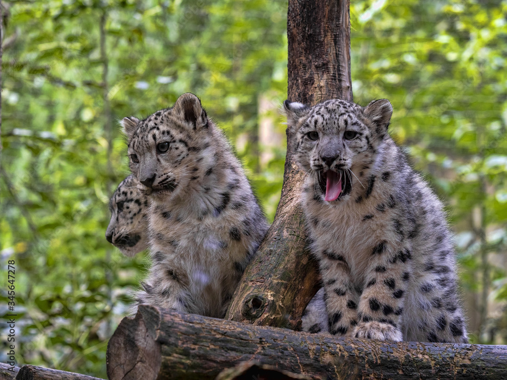 Naklejka premium A female Snow Leopard, Panthera uncia, with cubs sits on an elevated spot