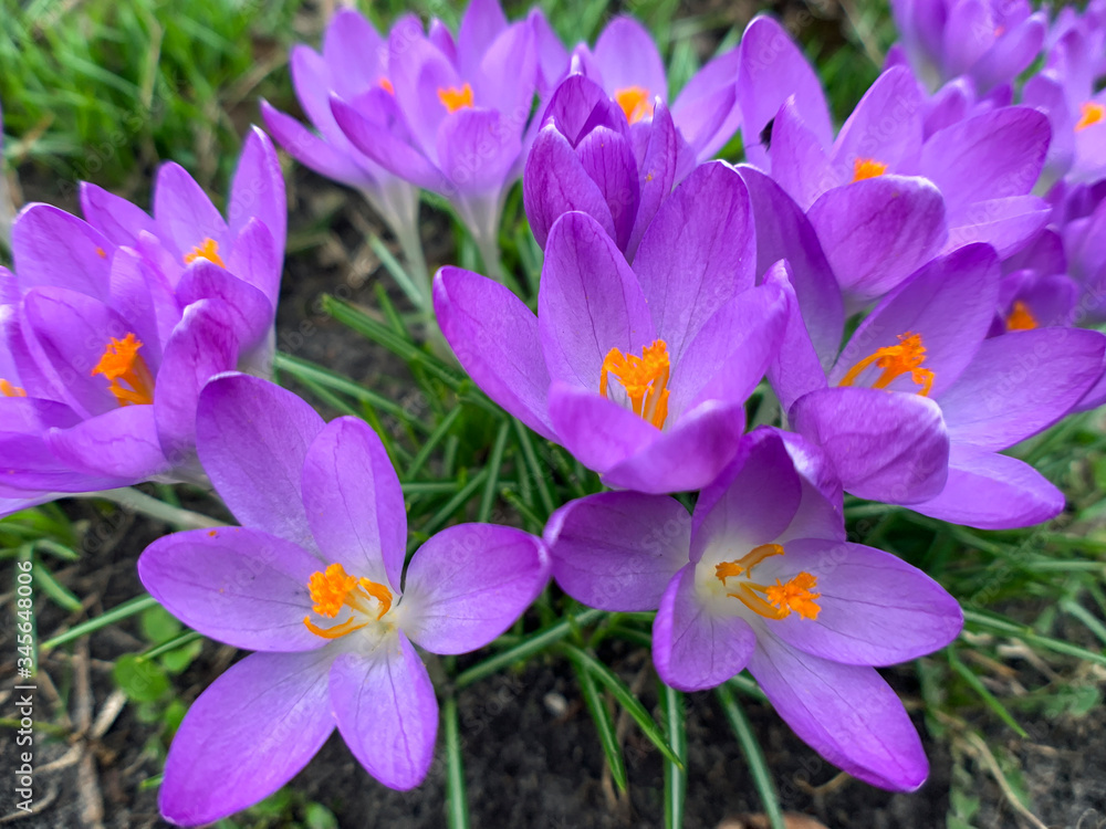 Beautiful crocuses in early spring garden. Soft selective focus. Beautiful crocuses in early spring garden. Soft selective focus.