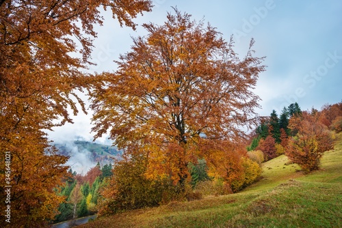 View of majestic mountain forest. Gorgeous foggy hill with colorful coniferous trees. Concept of nature.