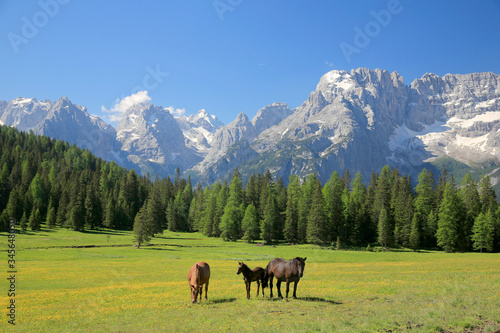 Sorapiss Gebirgsstock, Bergmassiv, Pferde auf Weide, Dolomiten, Belluno, Italien, Europa
