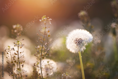 Dandelion seedhead closeup capturing in springtime