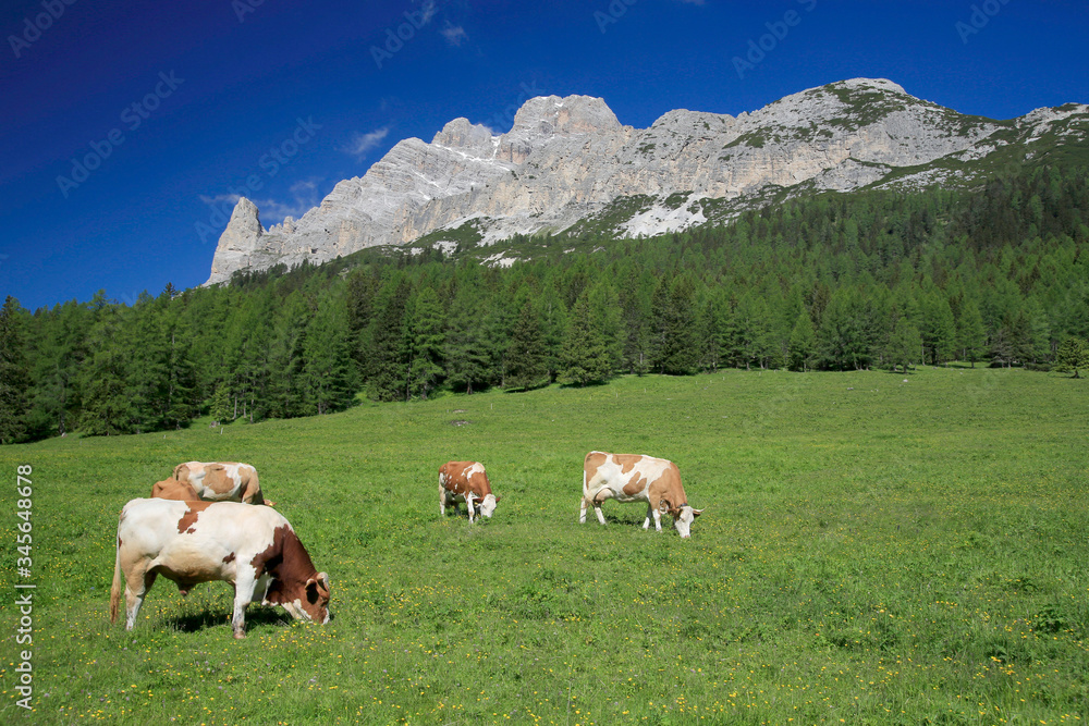 Monte Cristallo Bergmassiv, Kühe auf Weide, Dolomiten, Venezien, Italien, Europa