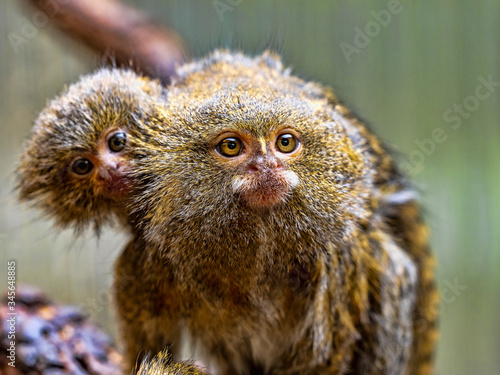 Female Pygmy marmoset, Callithrix pygmaea, with cub