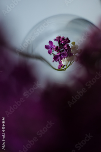 creative flowers 
pink flower in water  photo