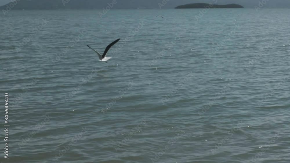 Birds on the beach Birds on the beach