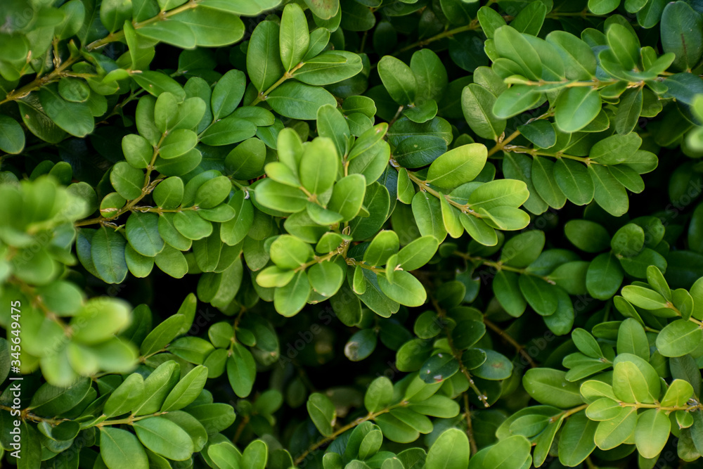 background from green leaves of a plant
background from green leaves of a plant