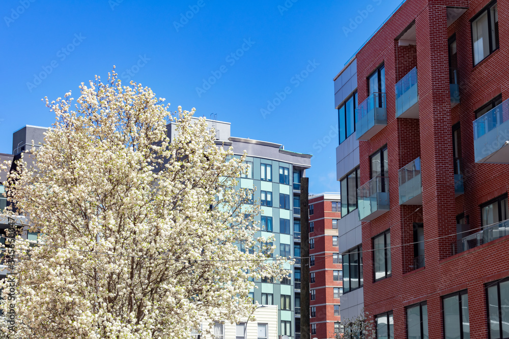 Fototapeta premium White Flowering Tree during Spring next to Modern Apartment Buildings in Astoria Queens New York
