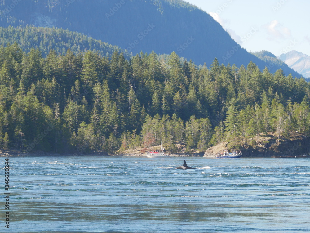 Orque sauvage sur l'ile de Vancouver