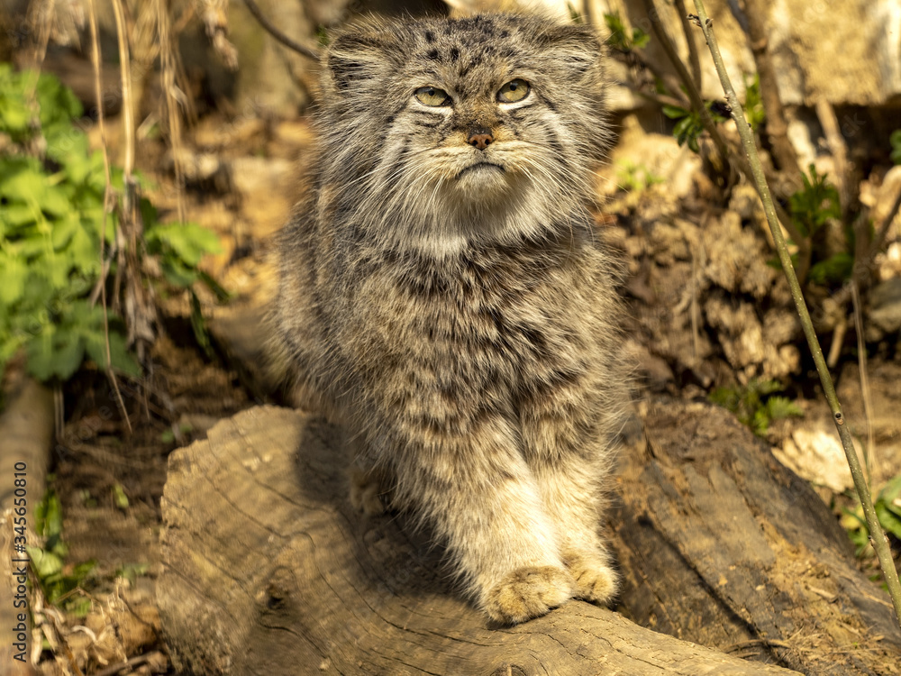 Obraz premium Pallas´ cat, Otocolobus manul, observes the work of a photographer