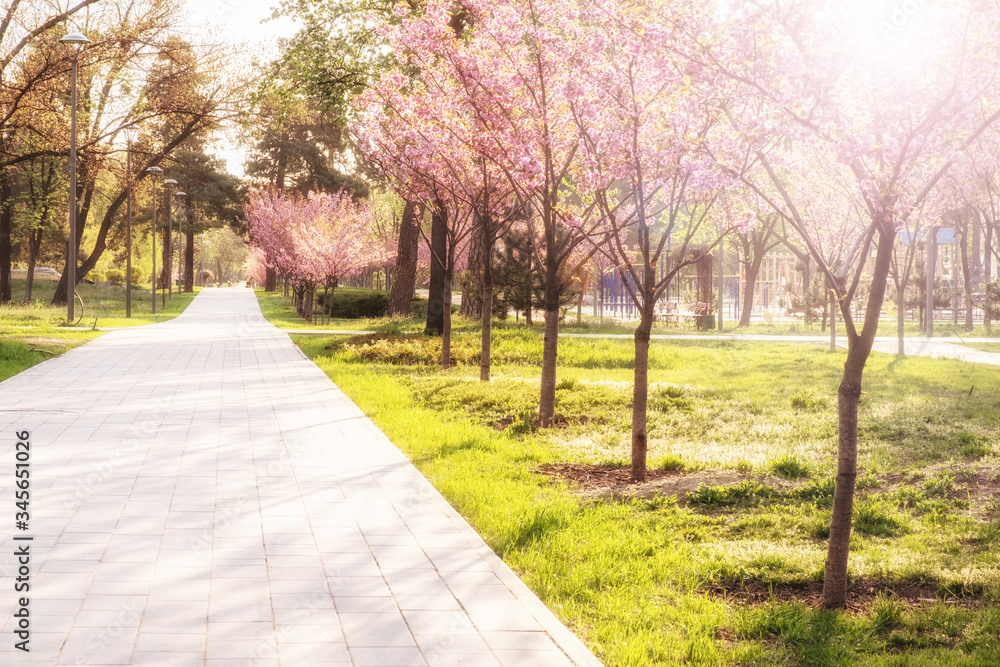 sunny summer park with trees and green grass