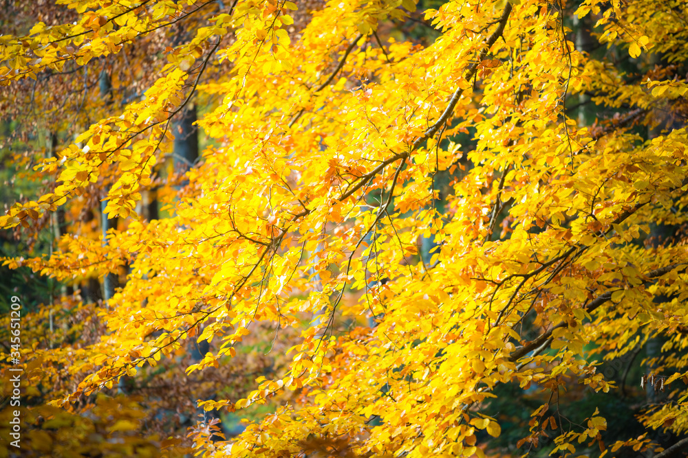 Stump of felled tree with messy roots in colorful autumn forest Stump of felled tree with messy roots in colorful autumn forest
