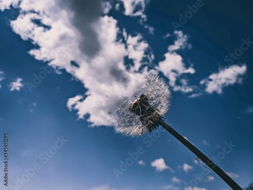 Smokey effect of dandelion on blue sky.