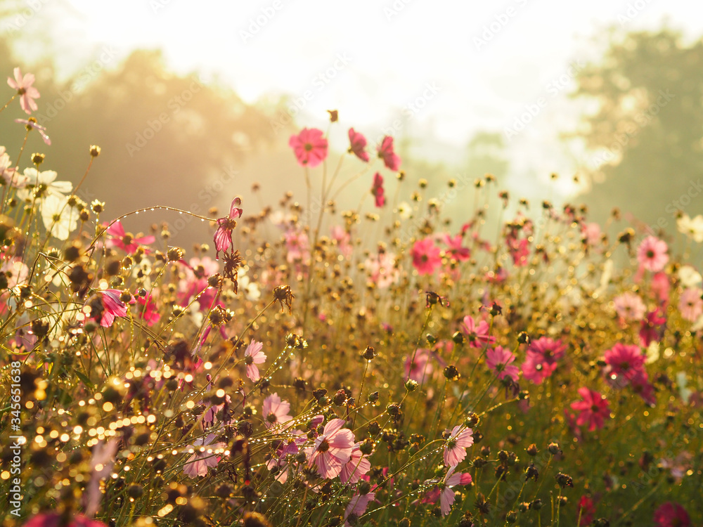 Silhouette pink cosmos flower in the field over sunrise sky