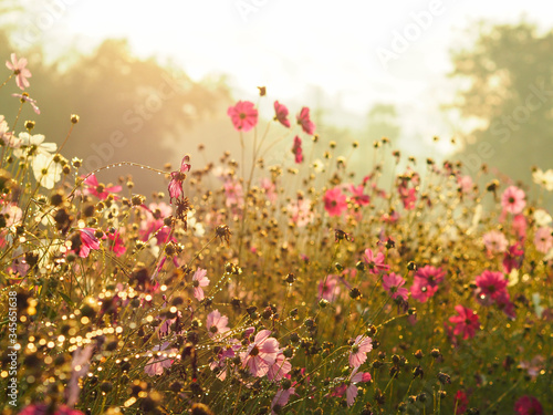 Silhouette pink cosmos flower in the field over sunrise sky © pkanchana