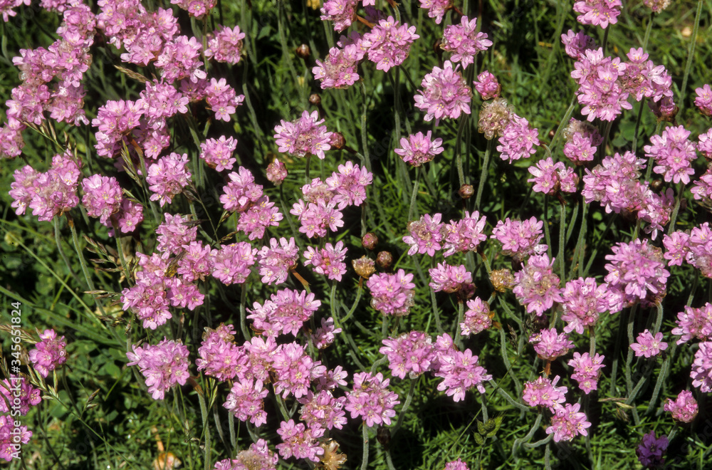 Naklejka premium Morska Zbrojownia, Morska Zbrojownia