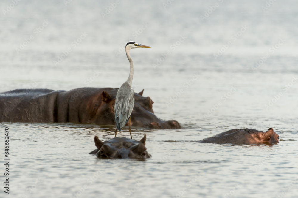 Fototapeta premium Héron cendré, Ardea cinerea, Grey Heron, Hippopotame, Hippopotamusa amphibius, Parc national Kruger, Afrique du Sud