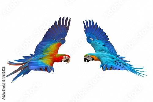 Colorful macaw parrots flying isolated on white background. © Passakorn