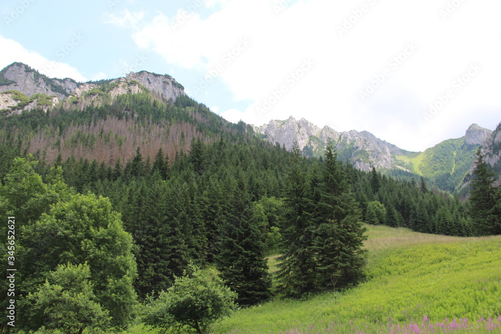 mountain landscape with trees mountain landscape with trees