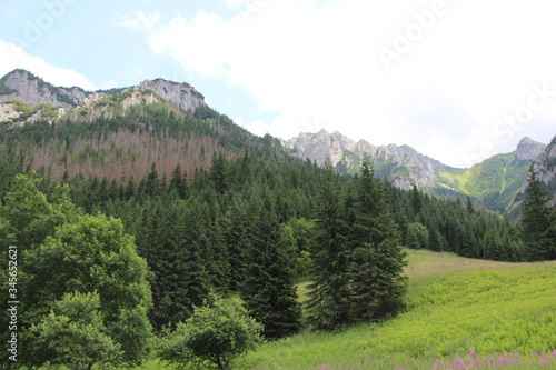 mountain landscape with trees