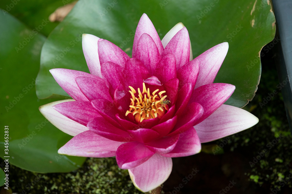 Pink Water Lily at The National Botanic Gardens of Wales Pink Water Lily at The National Botanic Gardens of Wales