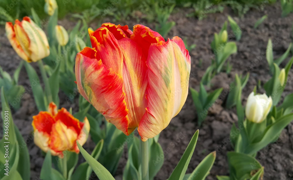 Fototapeta premium Beautiful bright colorful tulips in the spring garden