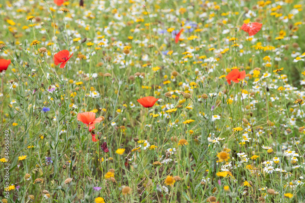 Poppies in a field of flowers