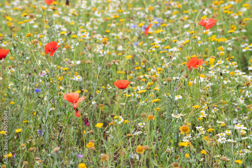 Poppies in a field of flowers