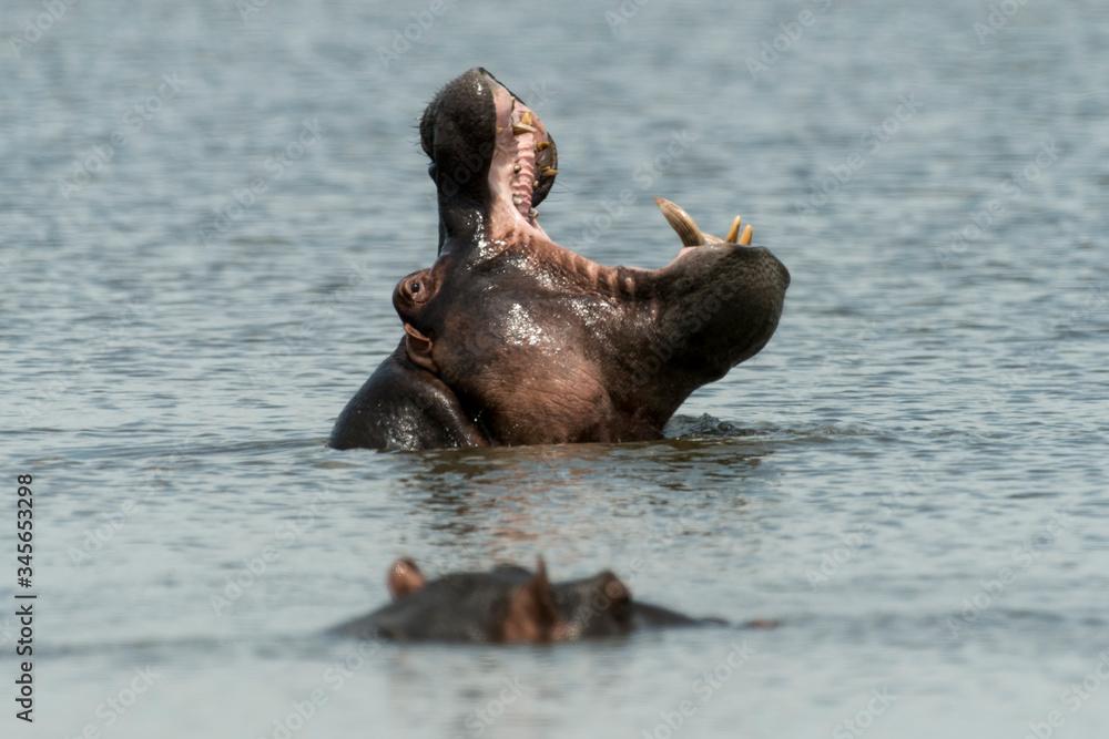 Fototapeta premium Hippopotame, Hippopotamus amphibius, Afrique du Sud