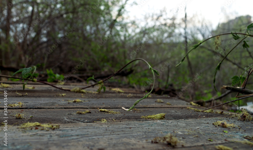 Fototapeta premium forest, early spring.