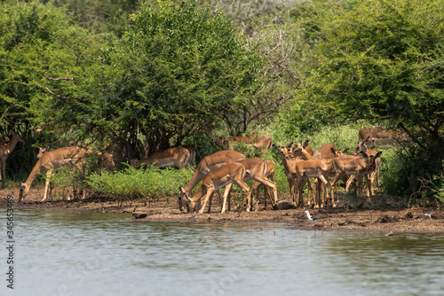 Impala  Aepyceros melampus