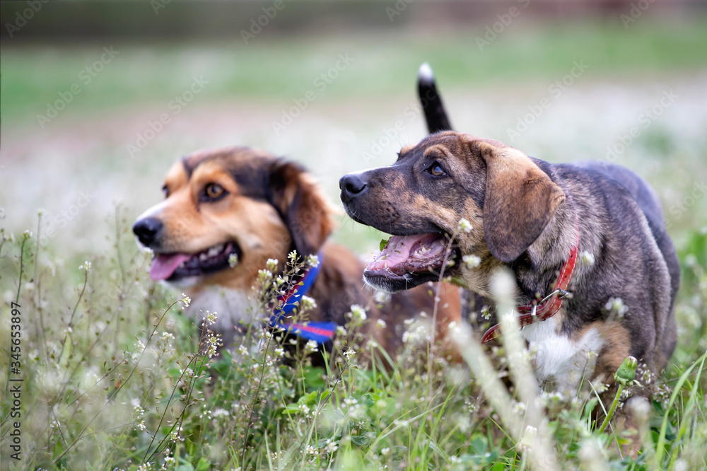 Dog in magic dandelion meadow.