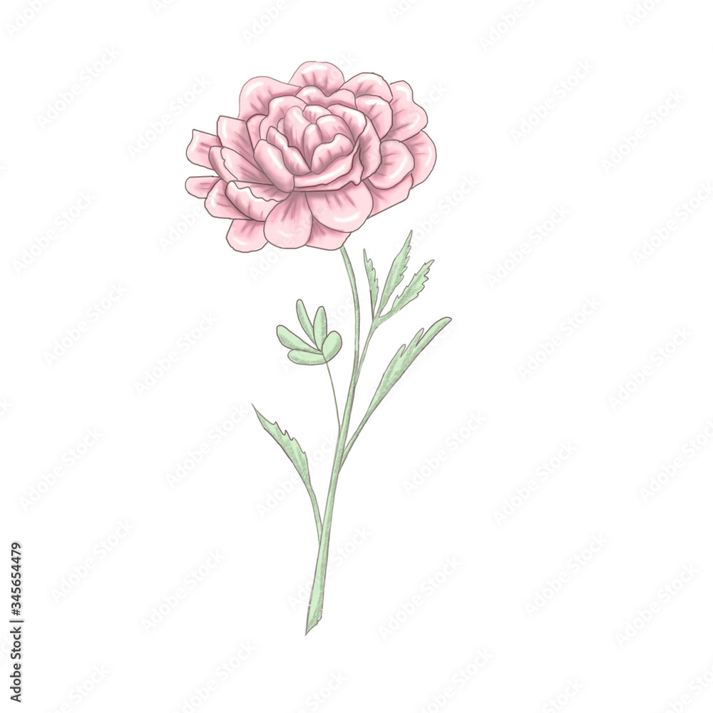 Light elegant rose 300 dpi digital illustration Light elegant rose 300 dpi digital illustration