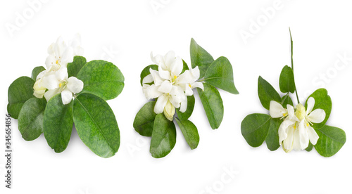 Murraya paniculata flower isolated on white.Clipping Path.