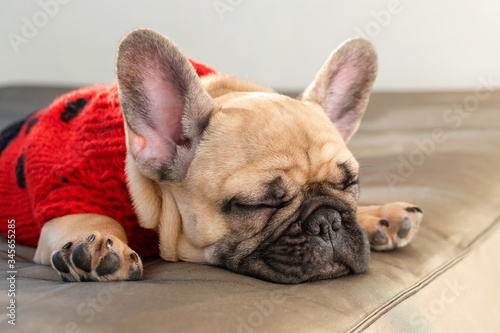 French bulldog sleeping on the couch. Lazy dog dressed in knitted sweater resting at home