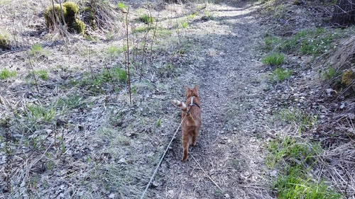 Walking a cat outside in the woods